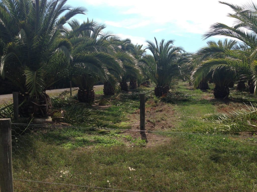 Palm nursery Melbourne palm trees for sale