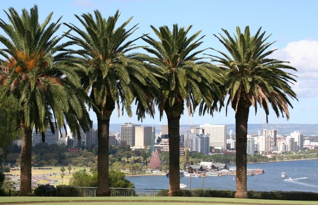 Canary Island Date Palm for sale Melbourne