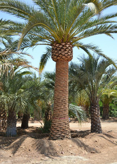 Canary Island Date Palm Melbourne