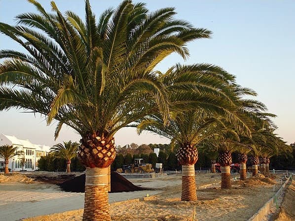 Palm trees Melbourne