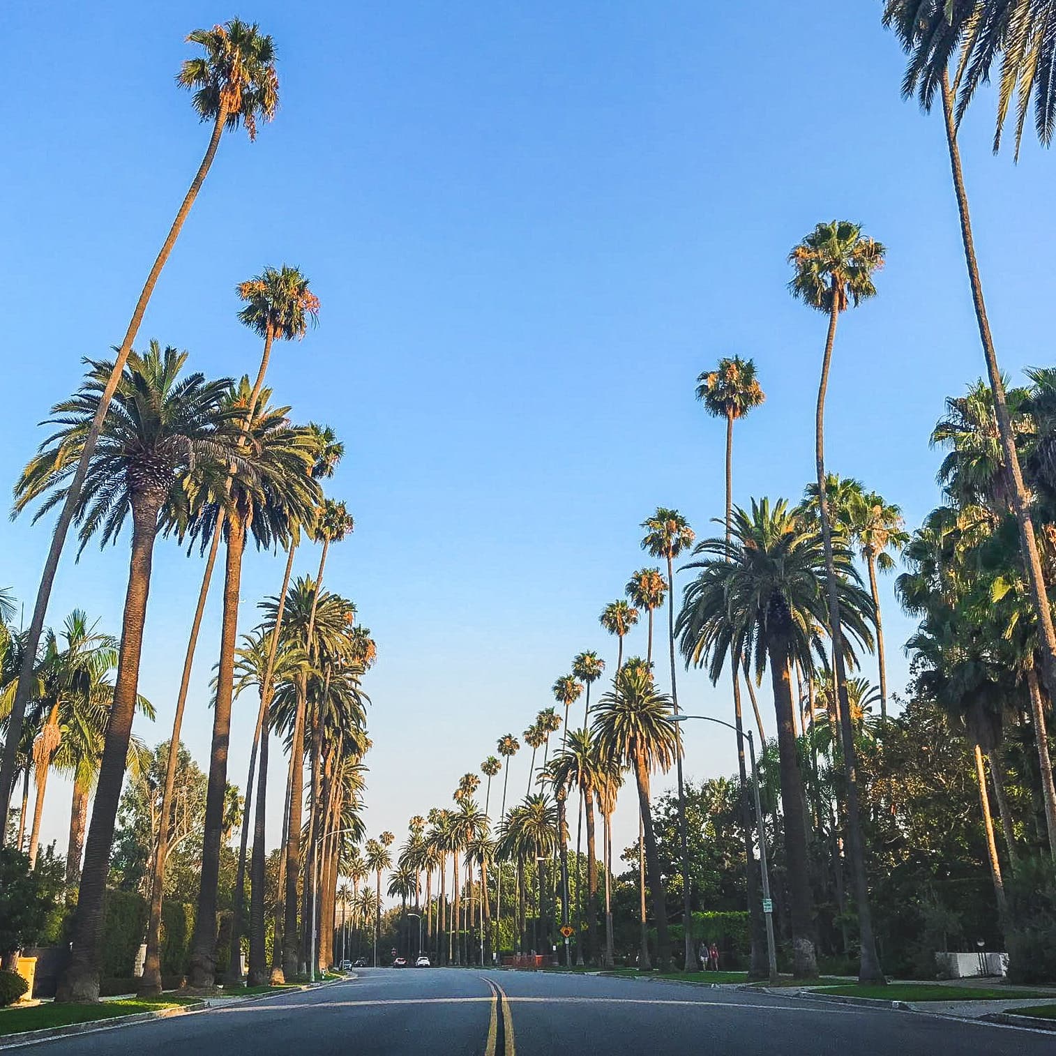 Educational guide to palm tree varieties for Melbourne