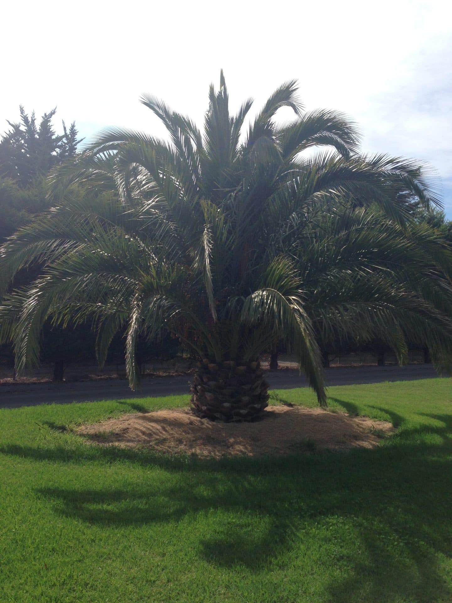 Large mature palm trees Victoria