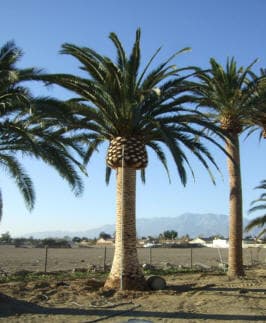 Healthy established Canary Island Date Palm