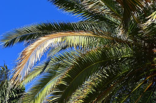 Mature feature palm Melbourne