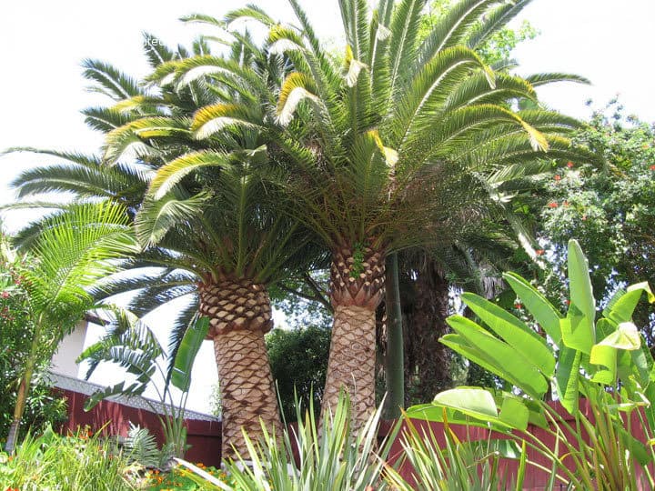 Mature Canary Island Date Palm prepared for specialist handling