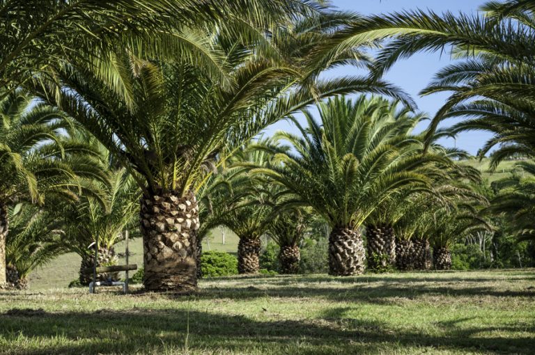 Palm Trees Palm Tree Sales